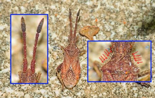 Réf. 353 751 : Coriomeris sp.